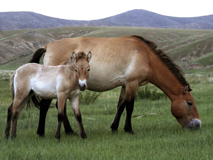 Khustai National Park Day Tour