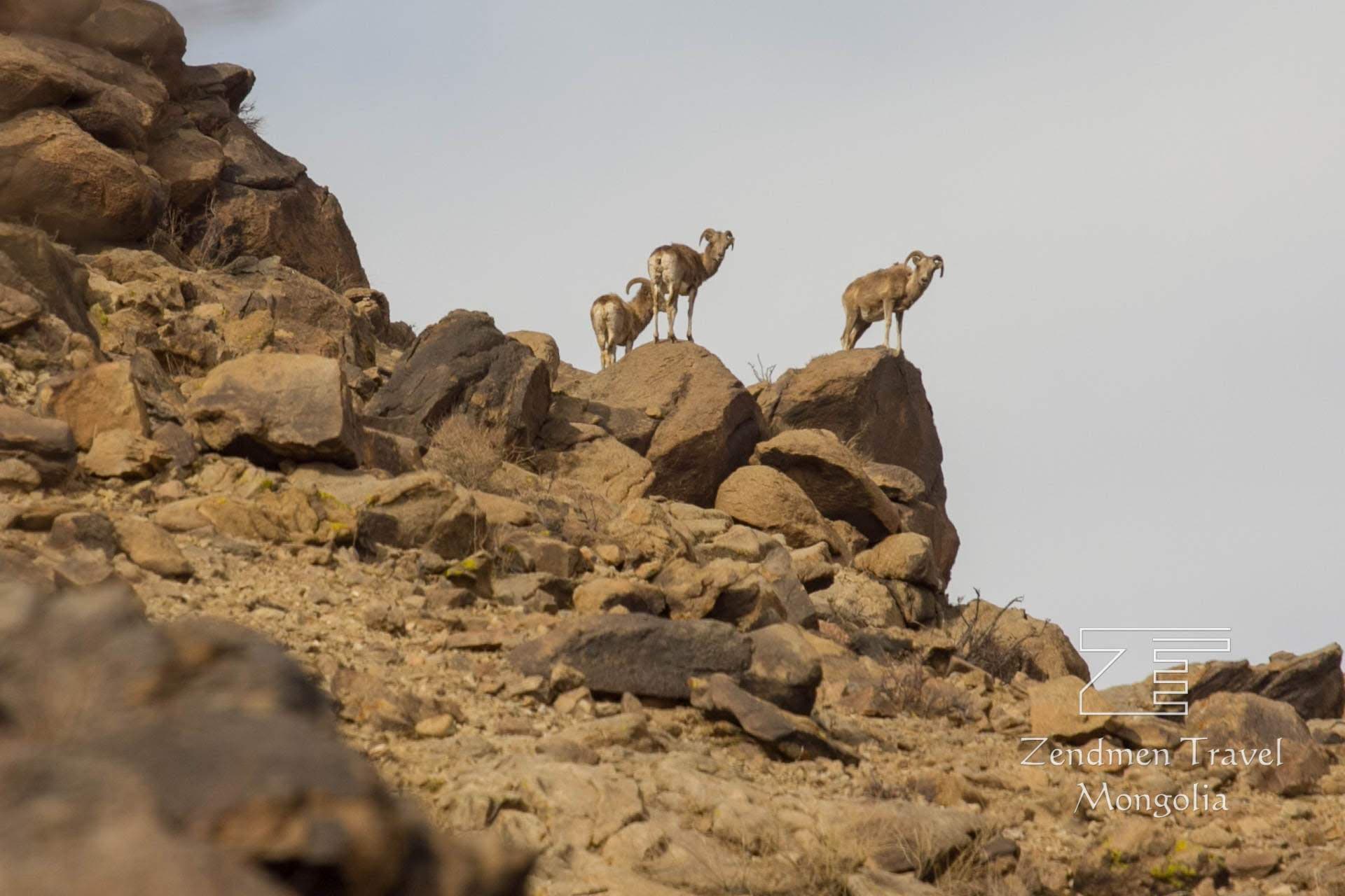 Ikh Nart, Sainshand & Baga Gazriin Chuluu: 9-Day Gobi Journey